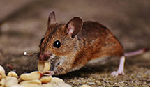 24 Hour & Emergency Exterminators in Coffeetown, PA
